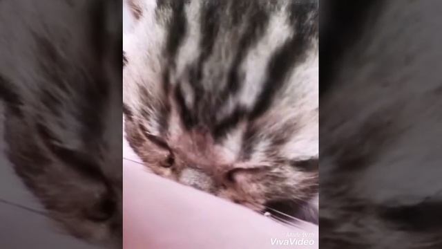 Котенок плачет!ВИДЕО ДО СЛЕЗ смотреть онлайн