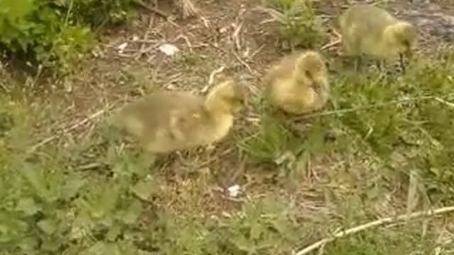 Дикие серые гуси смотреть онлайн