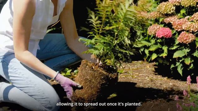 How to Plant Cherry On Top™ False Spirea смотреть онлайн