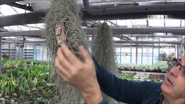 Conseils Jardinage: Tillandsia Usneoides: Entretien Et L'arrosage: Plante Verte D'intérieur