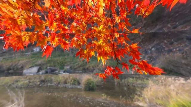Дмитрий TV. Клип "Осенний дождь". На песню Вадима Казаченко. смотреть онлайн
