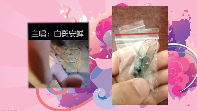 Gypsy Bard played on cicadas [by a lot of cicadas, and 清枫徐月] смотреть онлайн