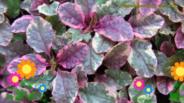 Живучка ползучая Бордовое свечение. Краткий обзор, описание ajuga reptans Burgundy Glow смотреть онлайн
