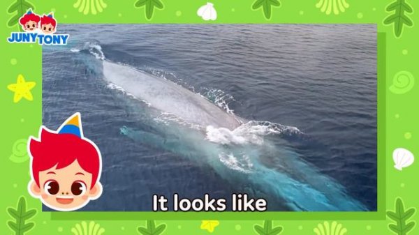 🐳 Whale, Whale, Whale… Look Who It Is! | Orca, Blue whale, Sperm whale | Animal Songs | JunyTony