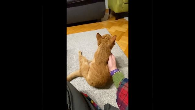 ТиТач Марш Ноя для котик, внешняя сторона ладони смотреть онлайн