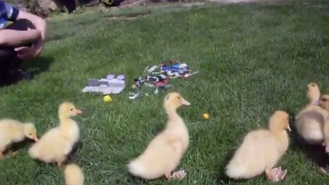 Как собирать лего. Обучаем гусей собирать лего. смотреть онлайн