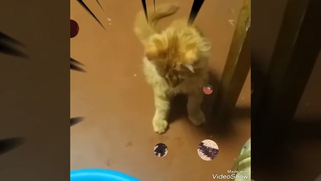 Котенок Мэй-кун. Мы растём - 2 месяца ... смотреть онлайн