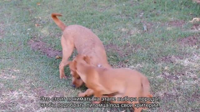 Как успокоить гиперактивную собаку? смотреть онлайн