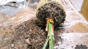 Как вырастить финиковую пальму из косточки