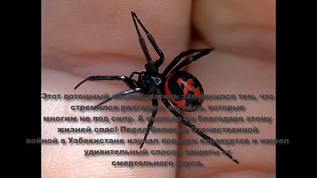 Павел Иустинович Мариковский смотреть онлайн