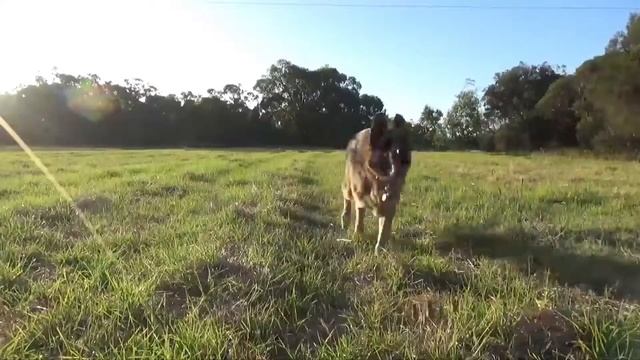 How To Tame a Wild Animal | Как приручить дикое животное смотреть онлайн