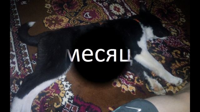РЕЛ растет "на глазах" смотреть онлайн