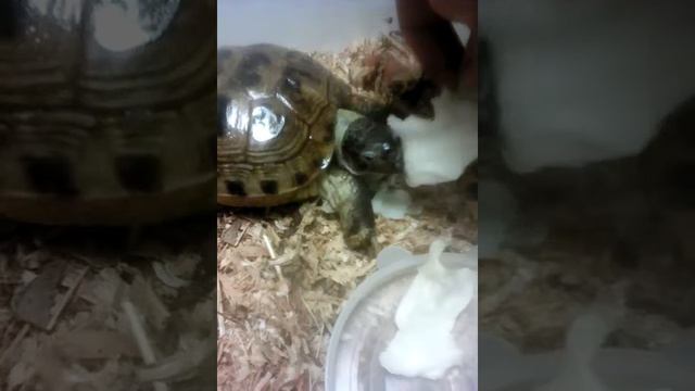 Моя новая черепаха кушает смотреть онлайн