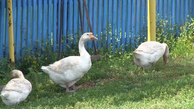 Воронежская область. Природа. Лето смотреть онлайн