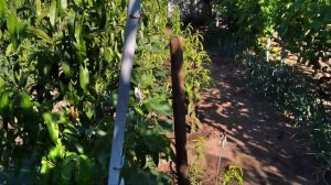 Персик из косточки. Вырастим саженцы сами.