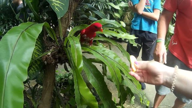 Бали | Парк птиц. Bali. Bird Park смотреть онлайн