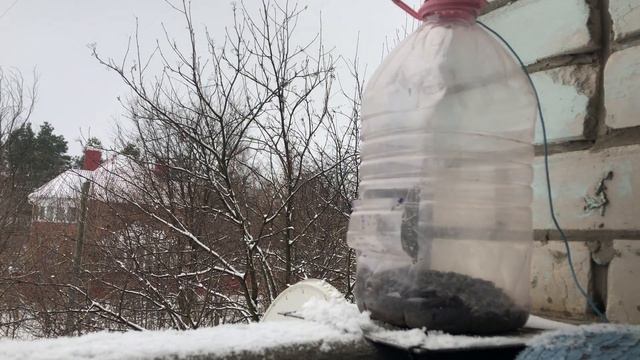 Мой вольер для птиц на балконе. Смотрите сколько в нем синиц смотреть онлайн