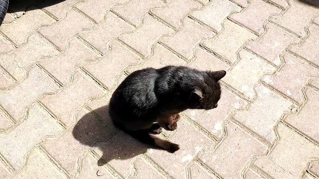 Ветер, ветер, ты могуч! Кот Черныш и ветер, шерстка развивается на ветру! смотреть онлайн