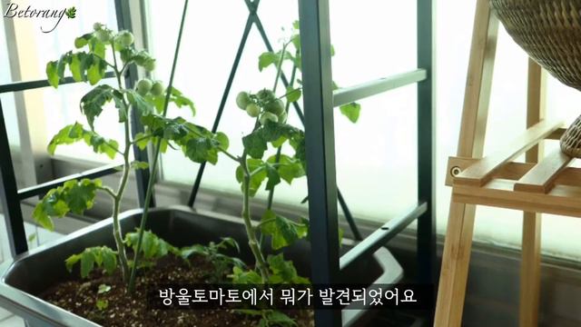 누가 이기나 해보자! 총채벌레,뿌리파리퇴치작전 / part. 11 상추키우기 / 키워먹을 수 있을까 смотреть онлайн