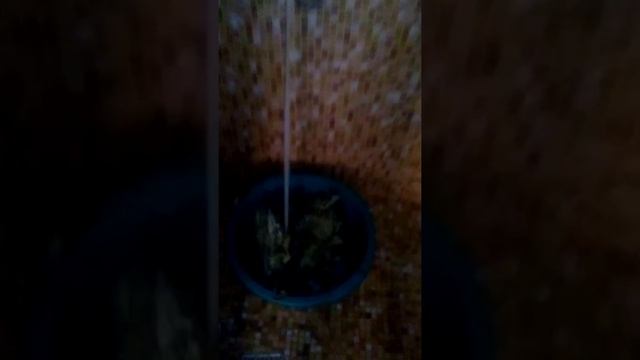 Как правильно запаривать дубовые веники смотреть онлайн