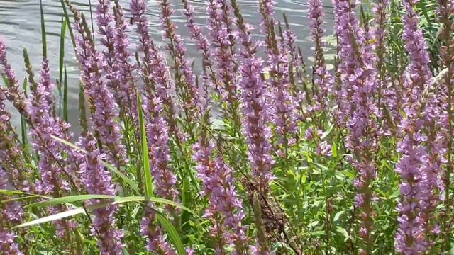 На берегу цветут цветы у речки смотреть онлайн