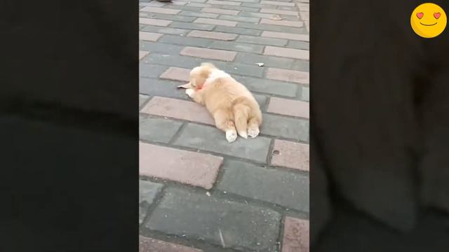 Cмешные животные 2021/ приколы с животными приколы лучшие до слез январь 2021 смотреть онлайн