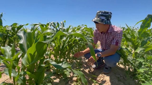 БОМБИЧЕСКАЯ КУКУРУЗА MEGATON F1