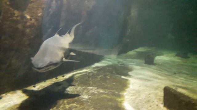 Океанариум с акулами #врек #акула #shark смотреть онлайн
