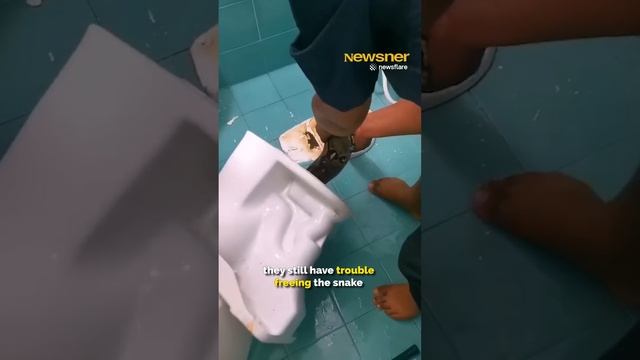 Horrified family finds 12ft long python in their toilet смотреть онлайн