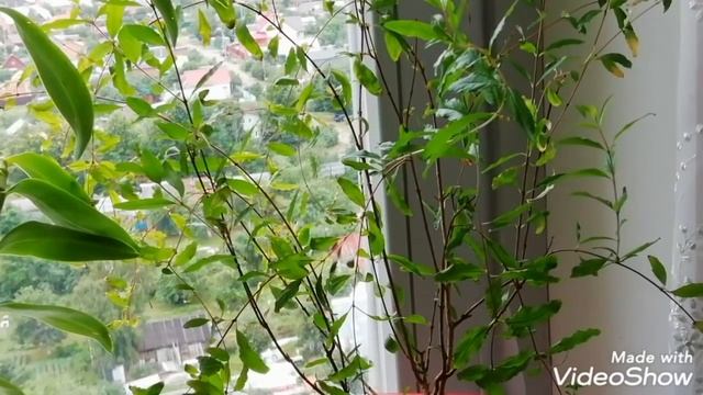 КОМНАТНЫЕ РАСТЕНИЯ Обзор моих комнатных растений. //Цветы южного окна. Перестановка. Где эпифиллумы смотреть онлайн