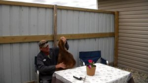 Выделка бобровой шкуры! Часть 2