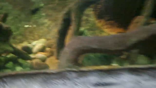 поездка в Воронеж - океанариум 1часть смотреть онлайн