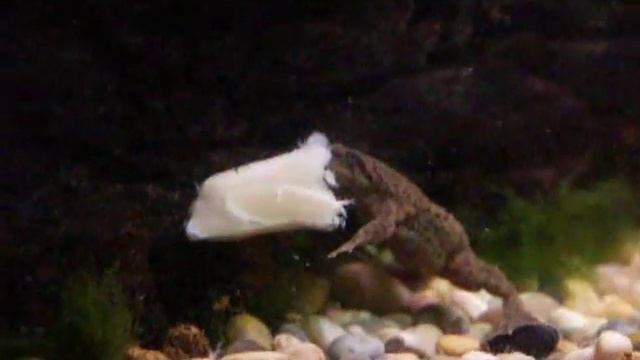 Dwarf African Frog - Hymenochirus boettgeri смотреть онлайн