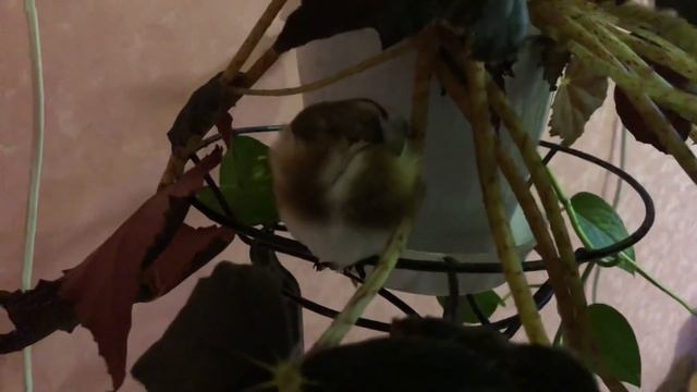 Спокойной ночи! Неожиданно! смотреть онлайн