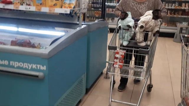 ?Обезьянки в магазине? выбор продуктов #monkey #обезьяна #petmonkey #babymonkey