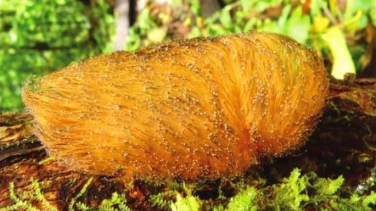 ОБМАН В МИРЕ ЖИВОТНЫХ. Чудеса мимикрии смотреть онлайн