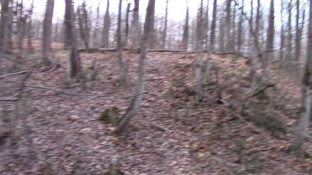 Собаки Лада, Бока и Тол ежедневная прогулка в роще 5 часть 17.11.23