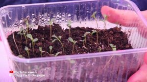 НЕ ПРОЗЕВАЙТЕ ЭТОТ МОМЕНТ! А ЕСЛИ ПРОЗЕВАЛИ, ВОТ ЧТО МОЖНО СДЕЛАТЬ! РАССАДА АСТРЫ.