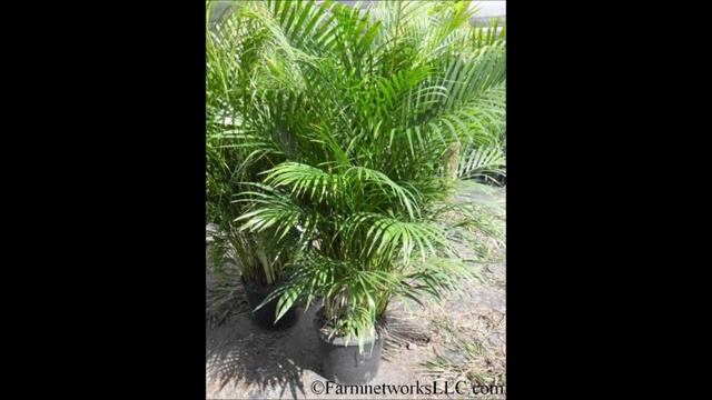 Dypsis lutescens Nursery - (786).255.2832 - We Deliver смотреть онлайн