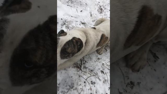 Алабай выполняет команды смотреть онлайн