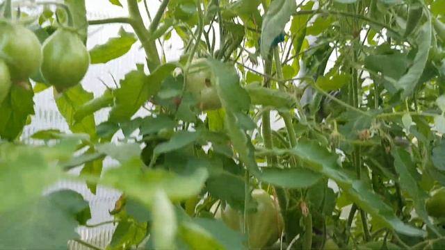 Сорт томата Сердце Ашхабада 28,07,23 смотреть онлайн