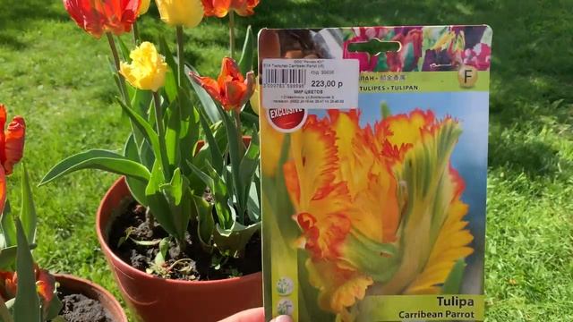 Обзор цветения тюльпанов. Попуганные тюльпаны. Тюльпаны в горшках. смотреть онлайн