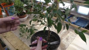 Фикус Бенджамина. Первая обрезка, формирование кроны