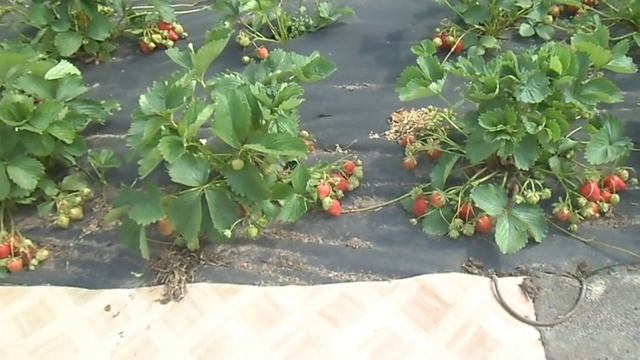 ДАРСЕЛЕКТ (Франция) - сладкий, высокоурожайный сорт клубники. смотреть онлайн