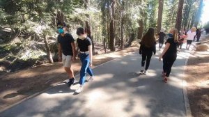 Путешествие по США на машине: Национальный парк Секвойя // Влог из США - Да, Америка! #46