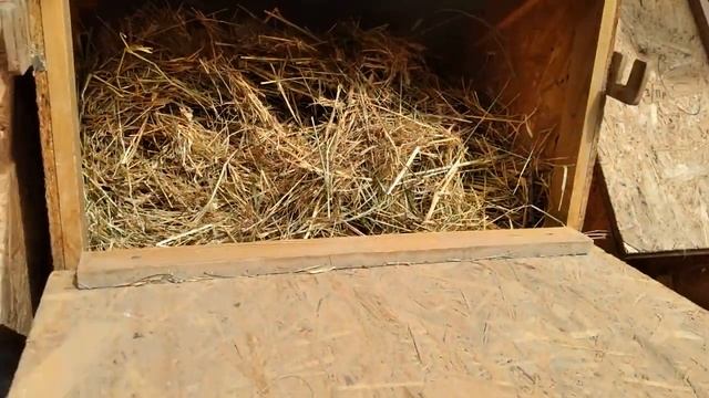 Размеры клеток. Как крольчиха строит гнездо. смотреть онлайн