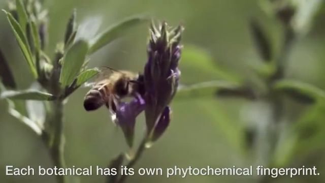 От семян до готовых ингредиентов