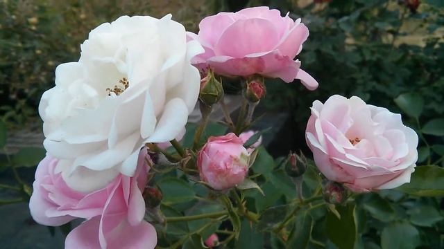 Розы крупным планом смотреть онлайн