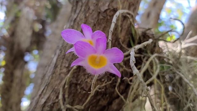 Dendrobium loddigesii... in bloom ... 4-10-2021 смотреть онлайн