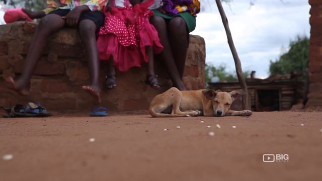 World Animal Protection : 2016 Wrap смотреть онлайн